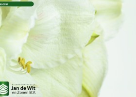 hippeastrum Moscow (3)